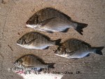 釣果