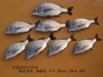 釣果