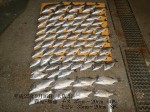 釣果