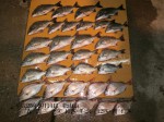 釣果