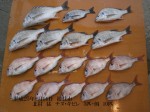 釣果