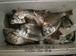 釣果