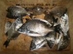 釣果