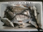 釣果
