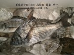 釣果