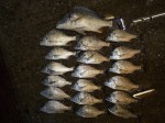 釣果