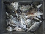 釣果