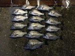 釣果