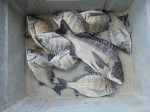 釣果
