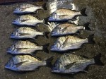 釣果