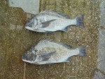 釣果