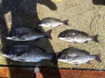 釣果