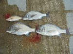 釣果