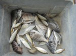 釣果