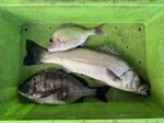 釣果