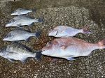 釣果