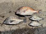 釣果