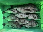 釣果