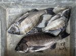 釣果