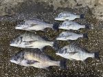 釣果